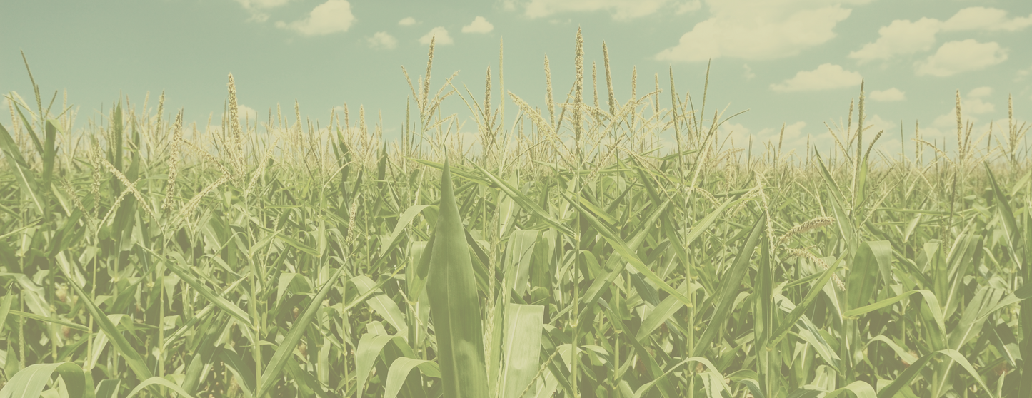 Green field with tall grass and a blue sky with clouds