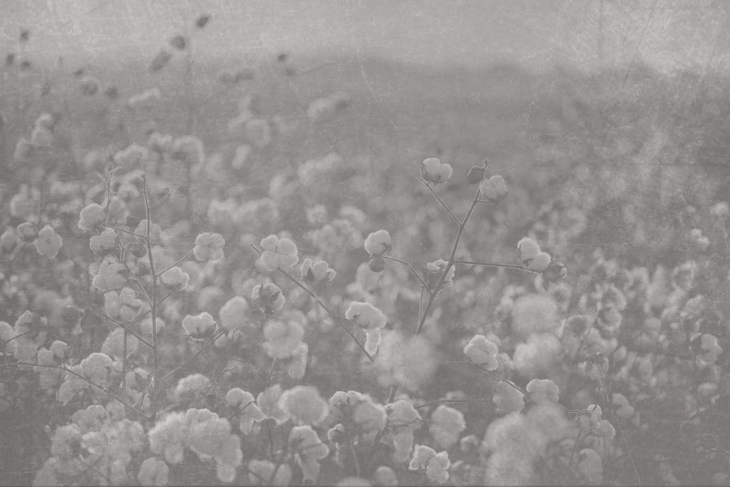 Dreamy Cotton Fields