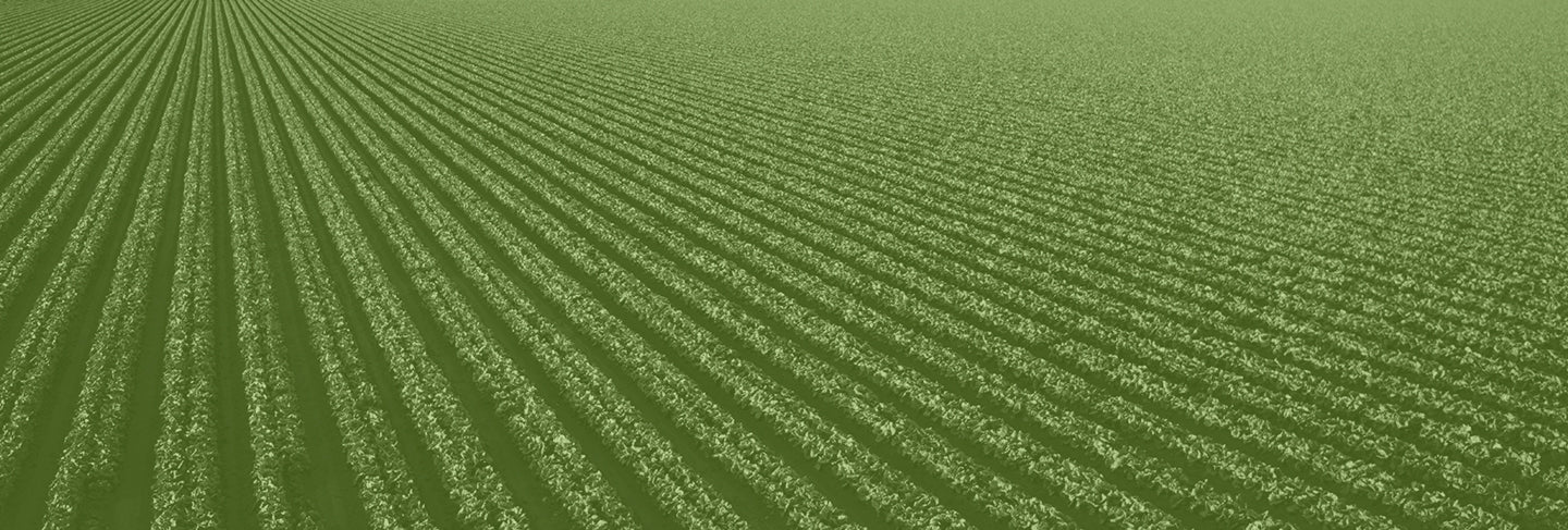 Spring Soy Rows