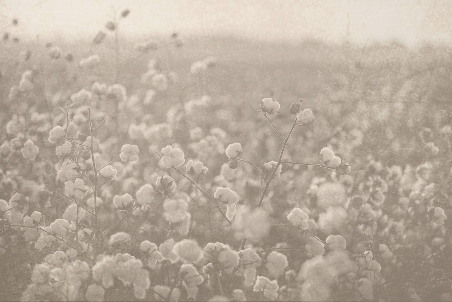 Dreamy Cotton Fields