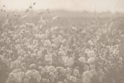 Dreamy Cotton Fields