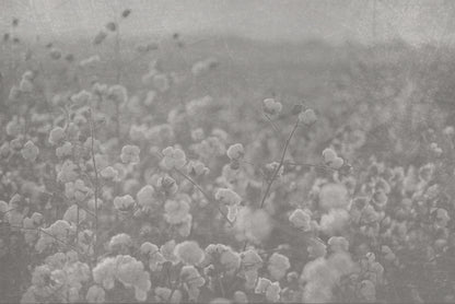Dreamy Cotton Fields