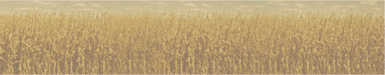 Wheat field wall covering under a clear sky