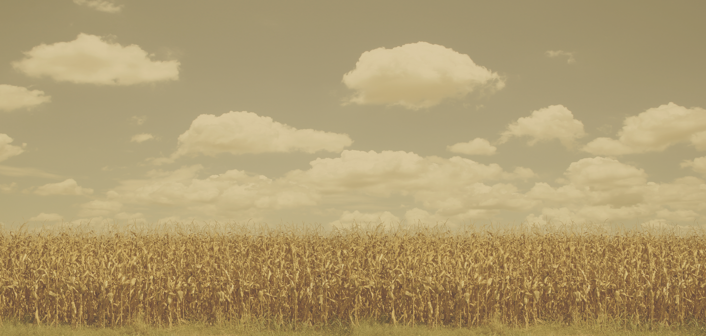 Harvest Panorama Triptych (set of 3)