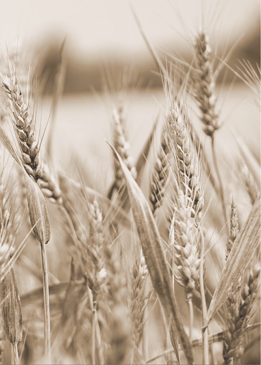 Wheat Whisper