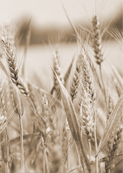 Wheat Whisper