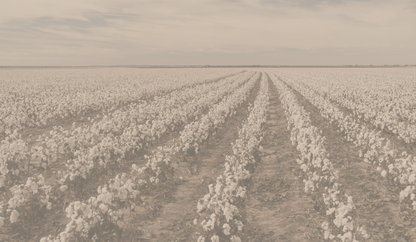 Cotton Field 1790